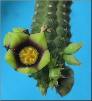 Echidnopsis yemenensis 1